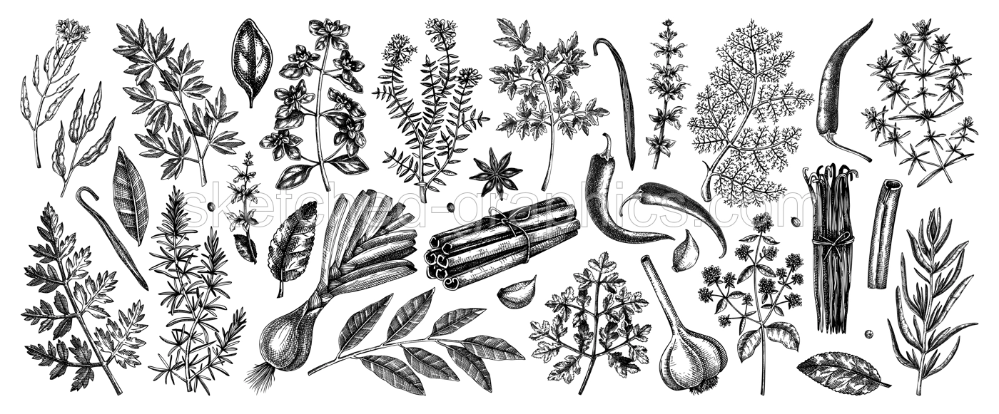 Hand drawn herbs and spices sketches collection. Hand sketched food illustrations isolated on white. Vintage aromatic plants set in sketch style. Kitchen spice and herbs black and white drawings Illustration